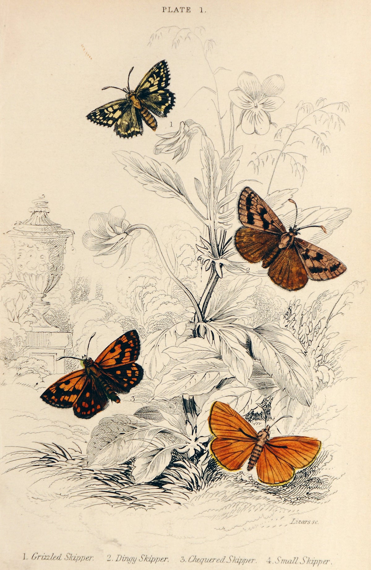 Jardine Exotic Moths Hand Colored Engraving - Authentic Vintage Poster