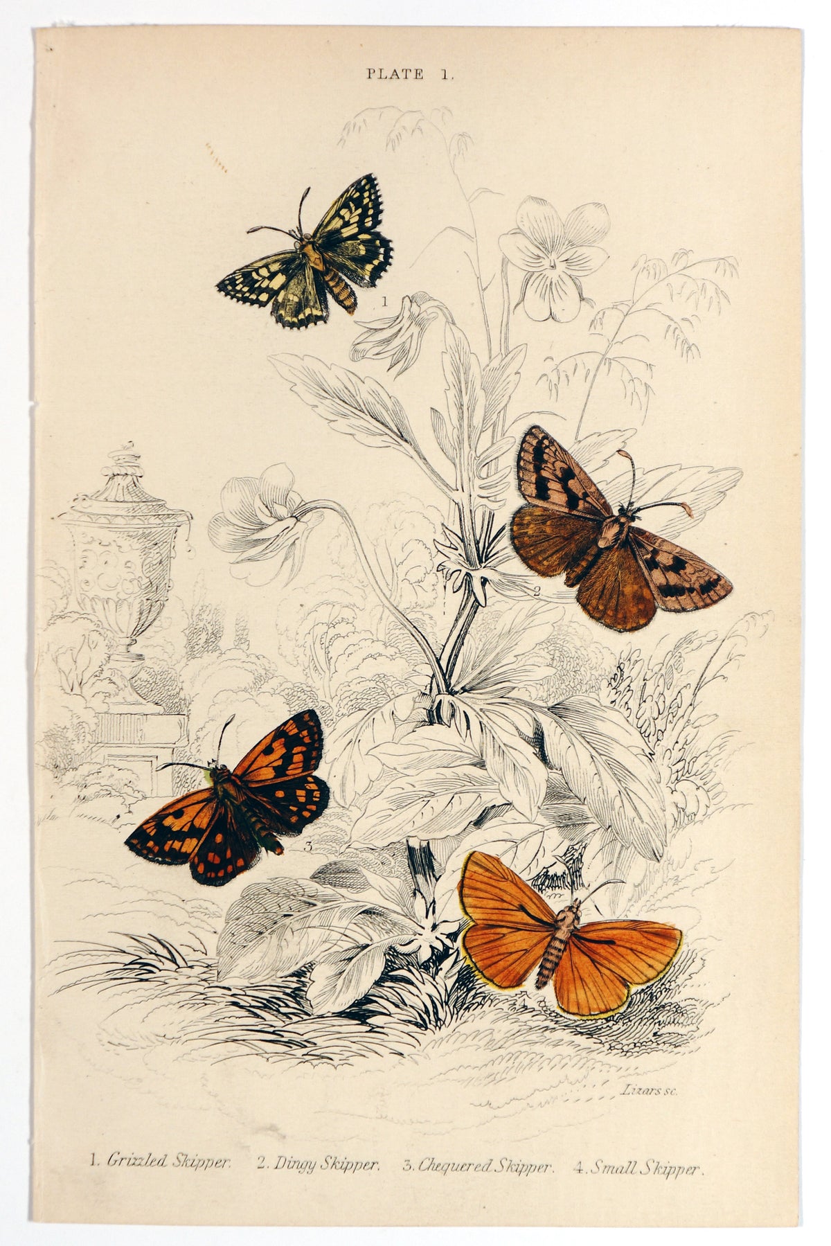 Jardine Exotic Moths Hand Colored Engraving - Authentic Vintage Poster