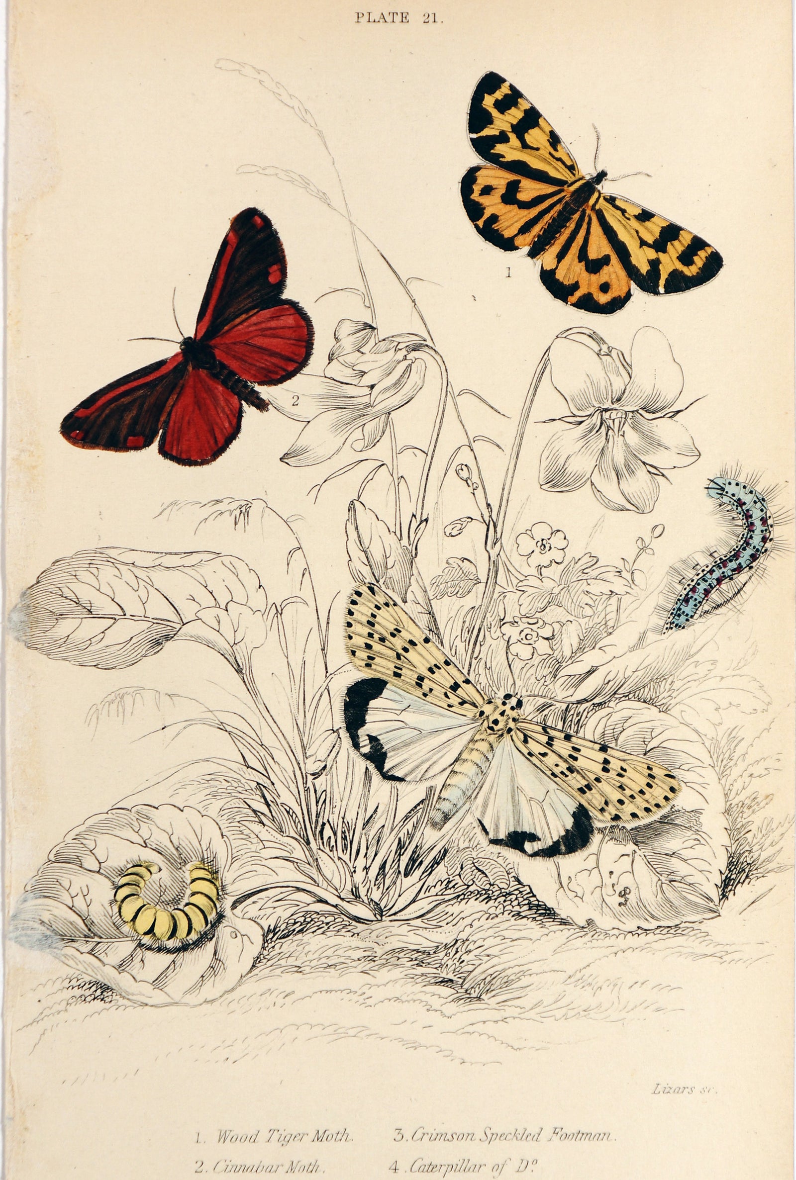 Jardine Exotic Moths Hand Colored Engraving - Authentic Vintage Poster