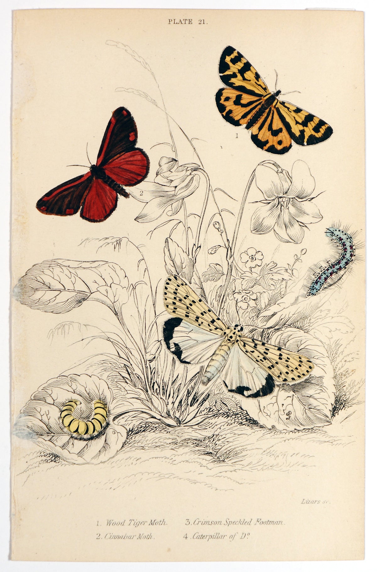 Jardine Exotic Moths Hand Colored Engraving - Authentic Vintage Poster