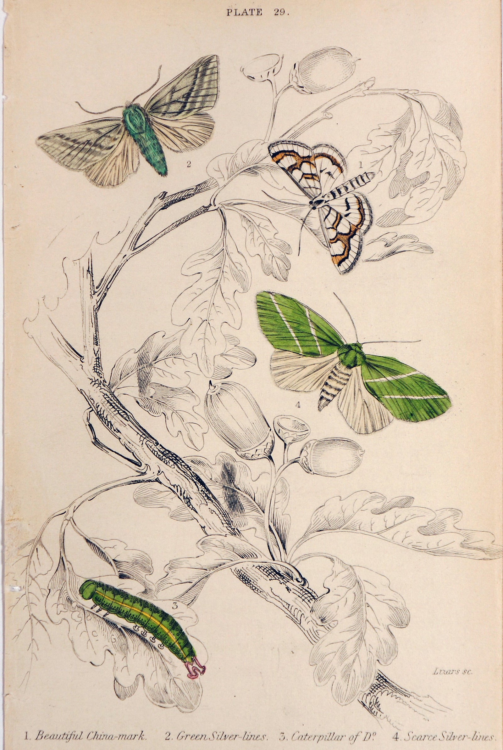 Jardine Exotic Moths Hand Colored Engraving - Authentic Vintage Antique Print