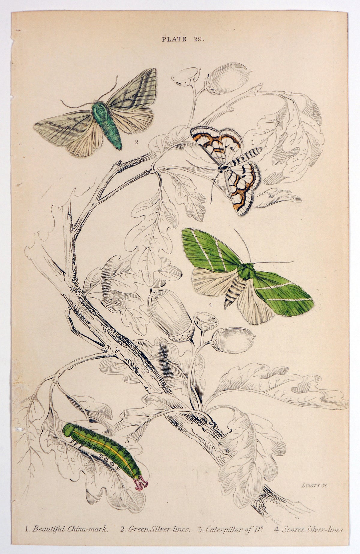 Jardine Exotic Moths Hand Colored Engraving - Authentic Vintage Antique Print