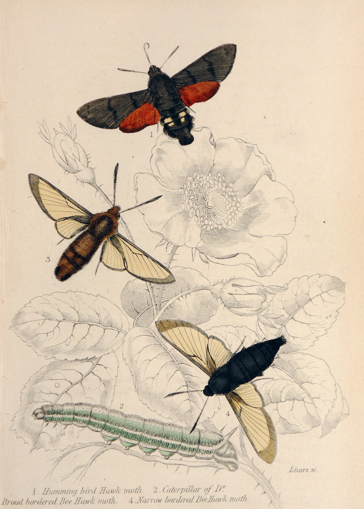 Jardine Exotic Moths Hand Colored Engraving - Authentic Vintage Antique Print