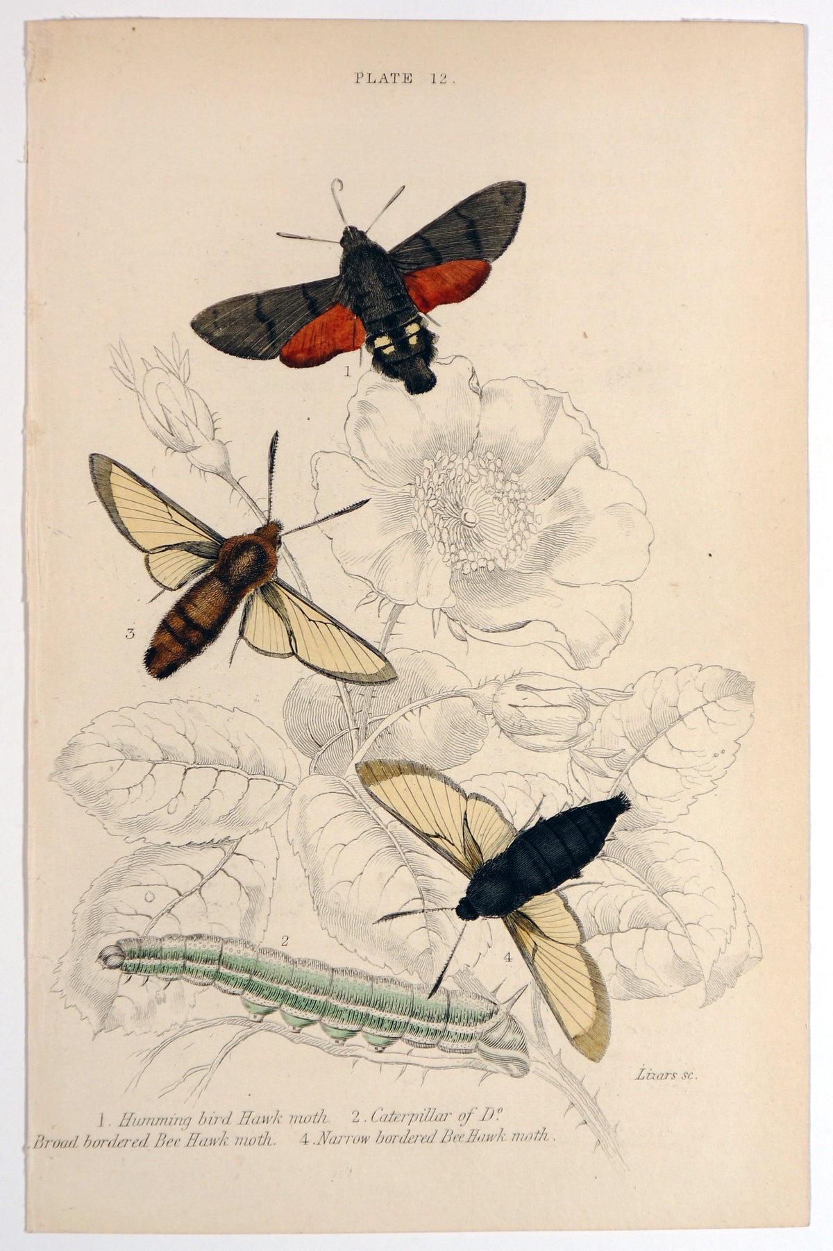 Jardine Exotic Moths Hand Colored Engraving - Authentic Vintage Antique Print