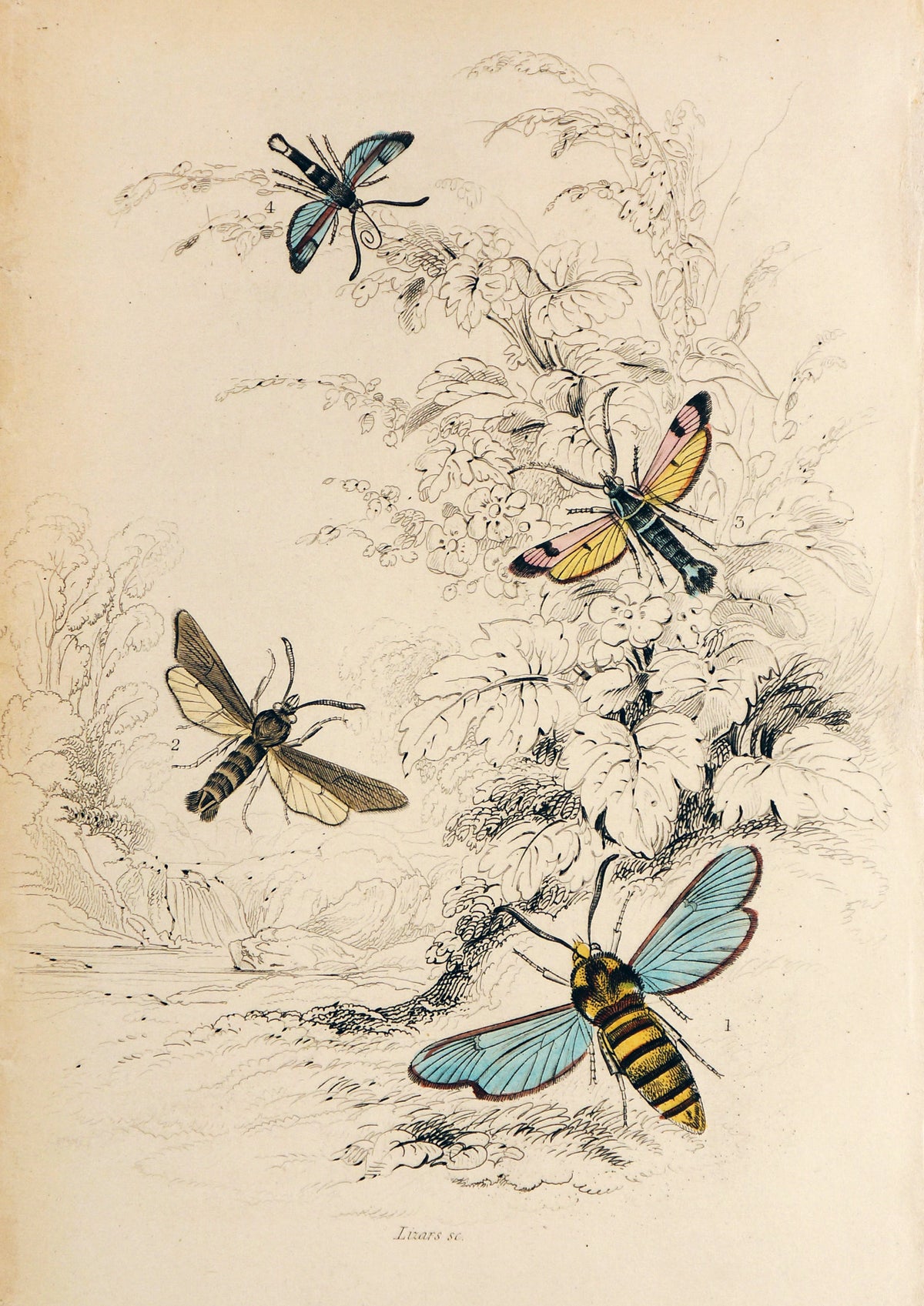 Jardine Exotic Moths Hand Colored Engraving - Authentic Vintage Antique Print