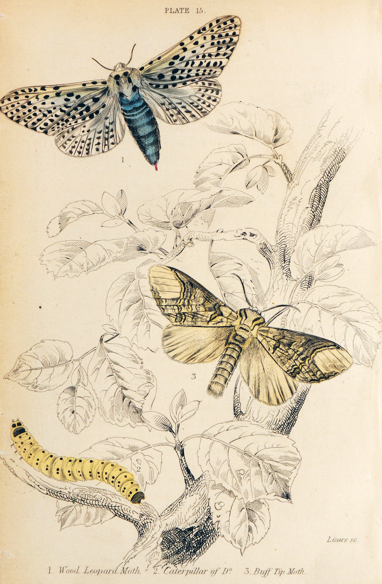 Jardine Exotic Moths Hand Colored Engraving - Authentic Vintage Antique Print