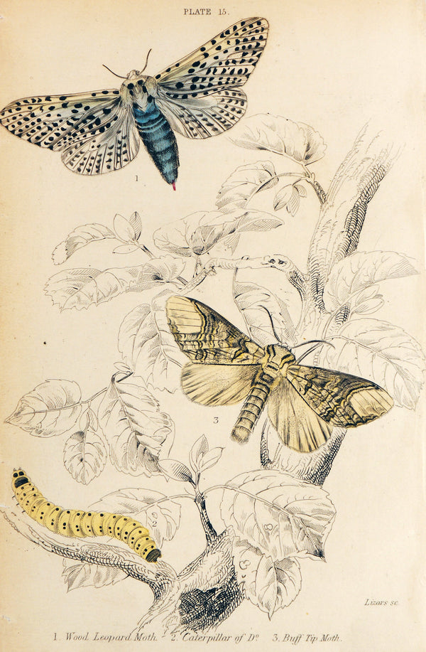 Jardine Exotic Moths Hand Colored Engraving - Authentic Vintage Antique Print