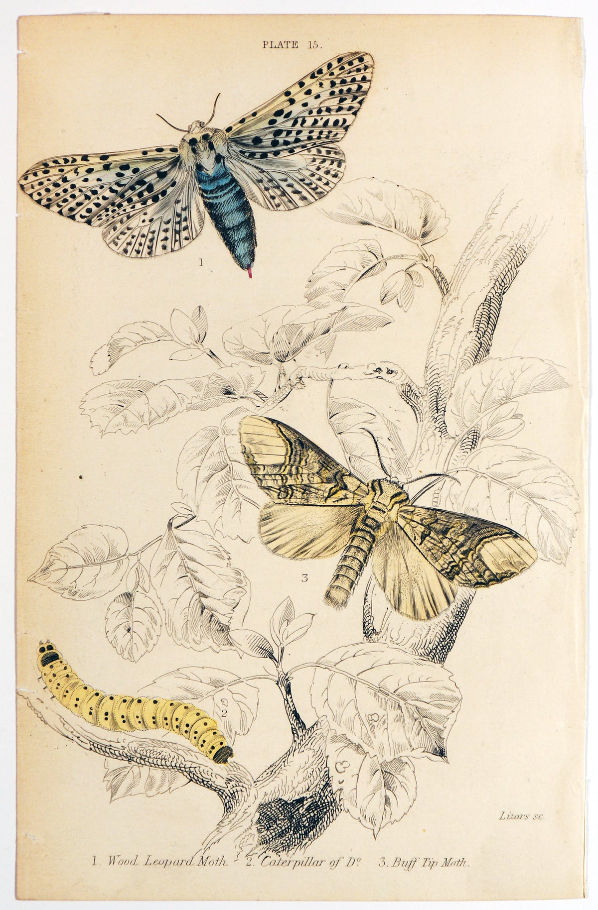 Jardine Exotic Moths Hand Colored Engraving - Authentic Vintage Antique Print