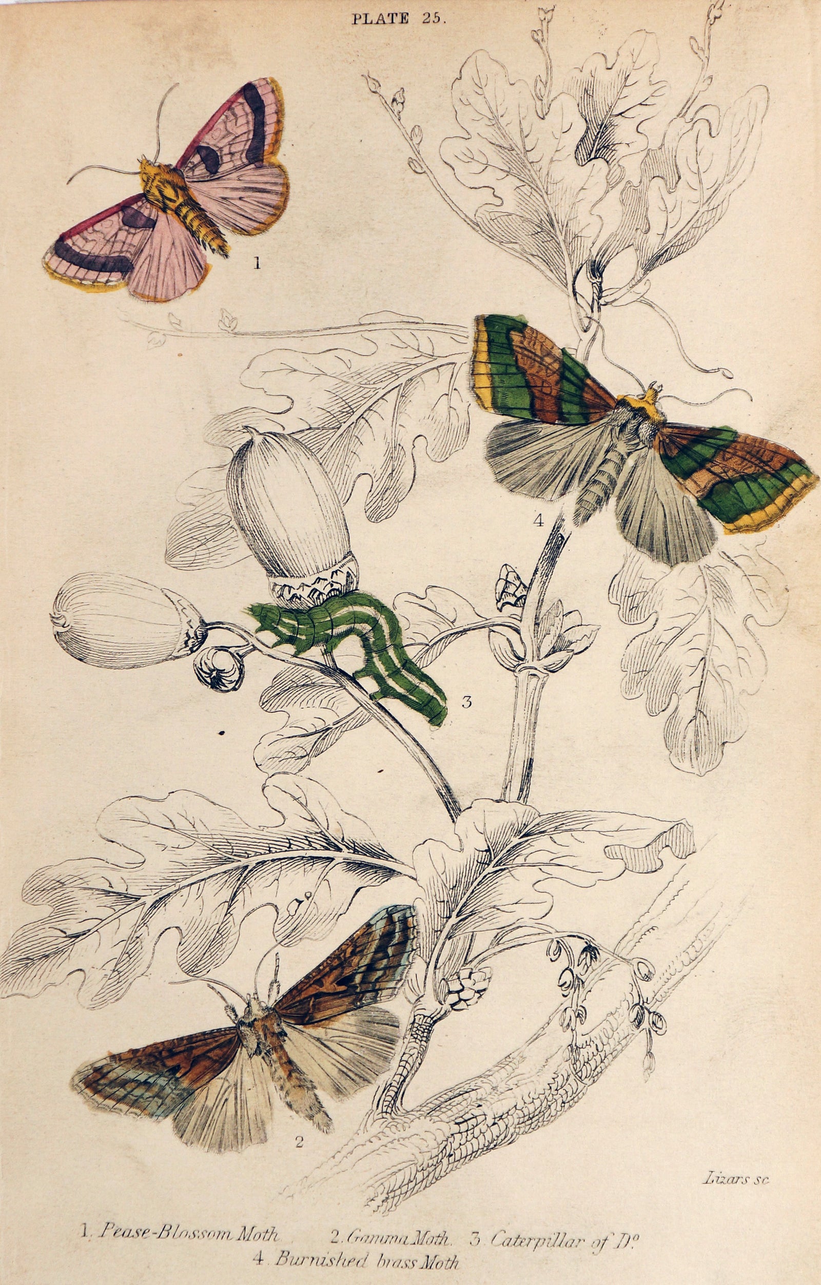 Jardine Exotic Moths Hand Colored Engraving - Authentic Vintage Antique Print