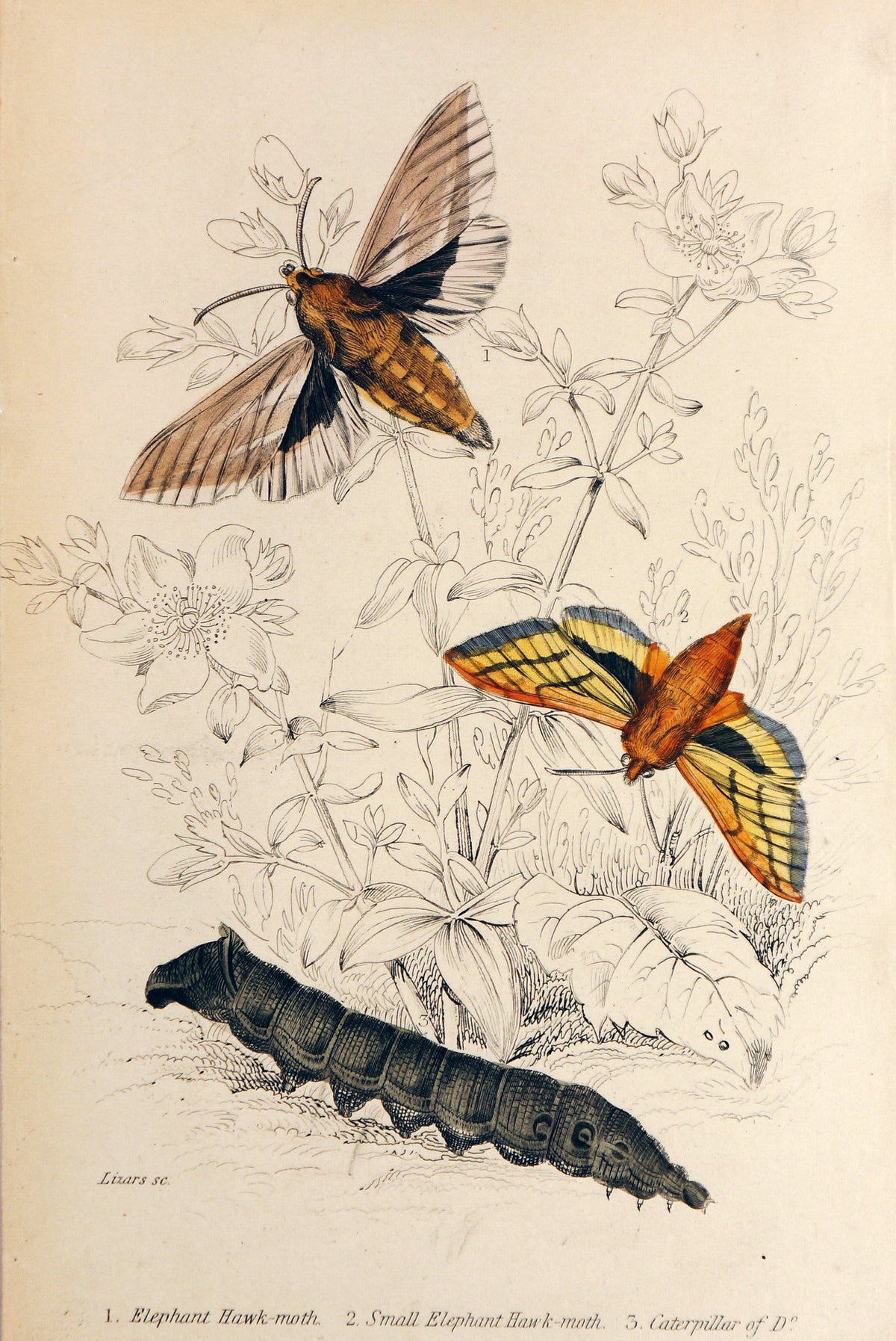 Jardine Exotic Moths Hand Colored Engraving - Authentic Vintage Antique Print