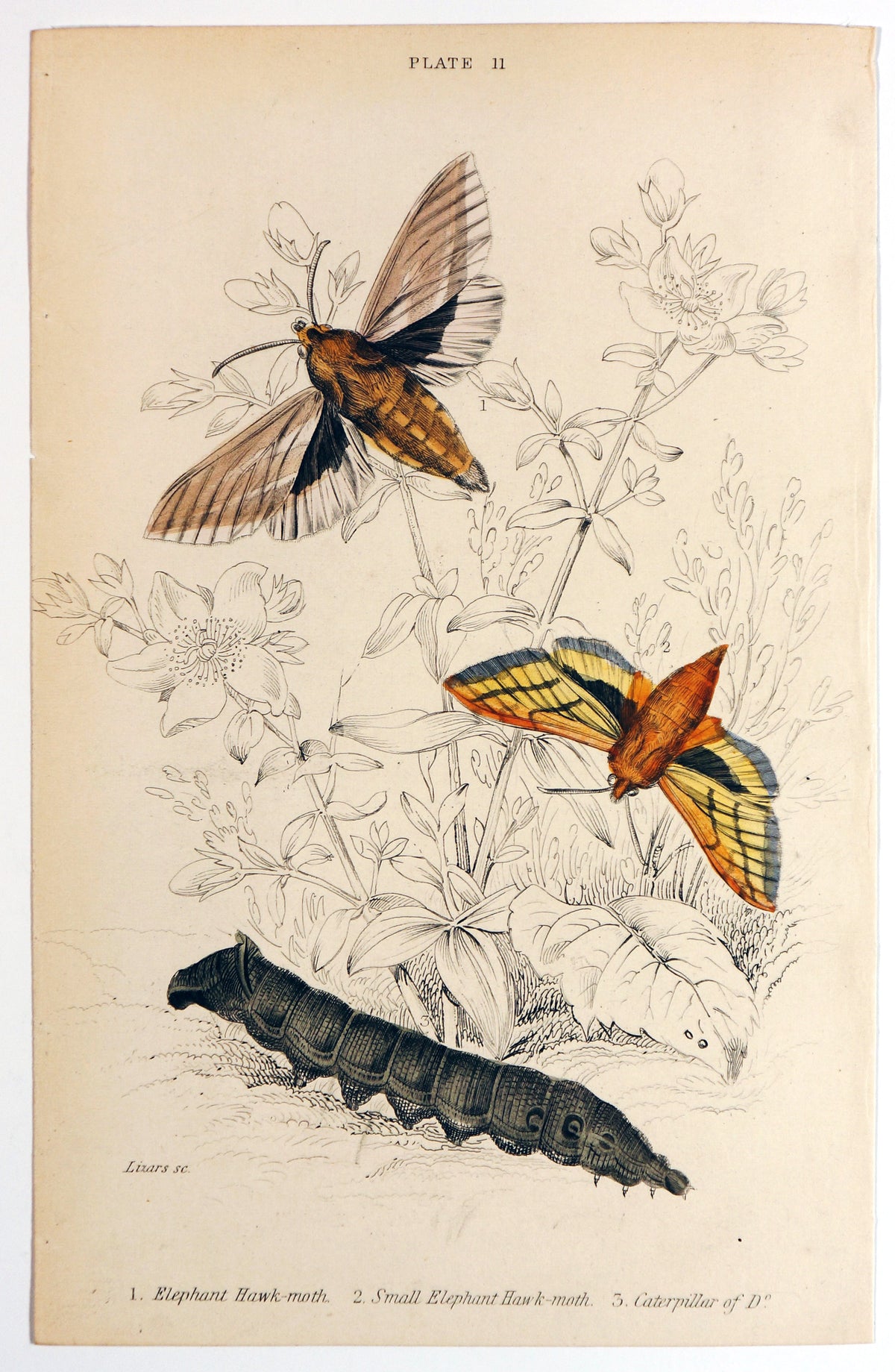 Jardine Exotic Moths Hand Colored Engraving - Authentic Vintage Antique Print