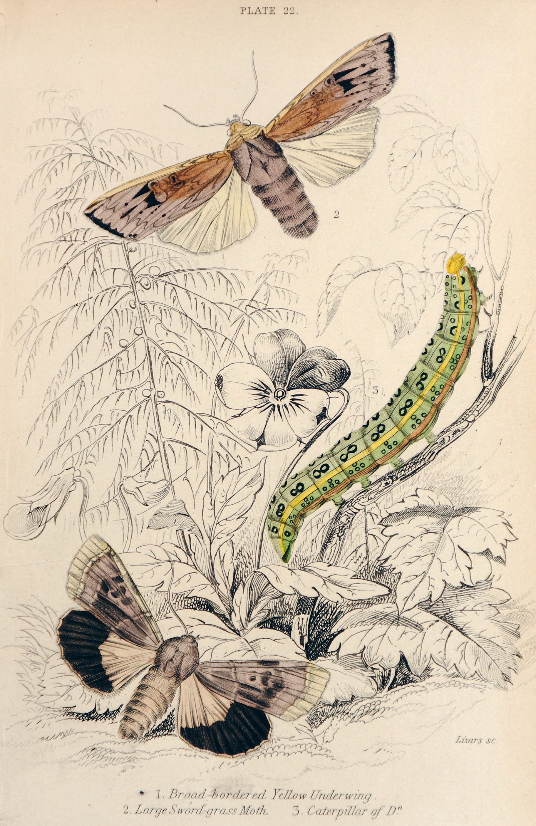 Jardine Exotic Moths Hand Colored Engraving - Authentic Vintage Antique Print