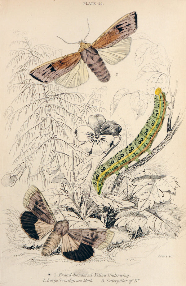 Jardine Exotic Moths Hand Colored Engraving - Authentic Vintage Antique Print