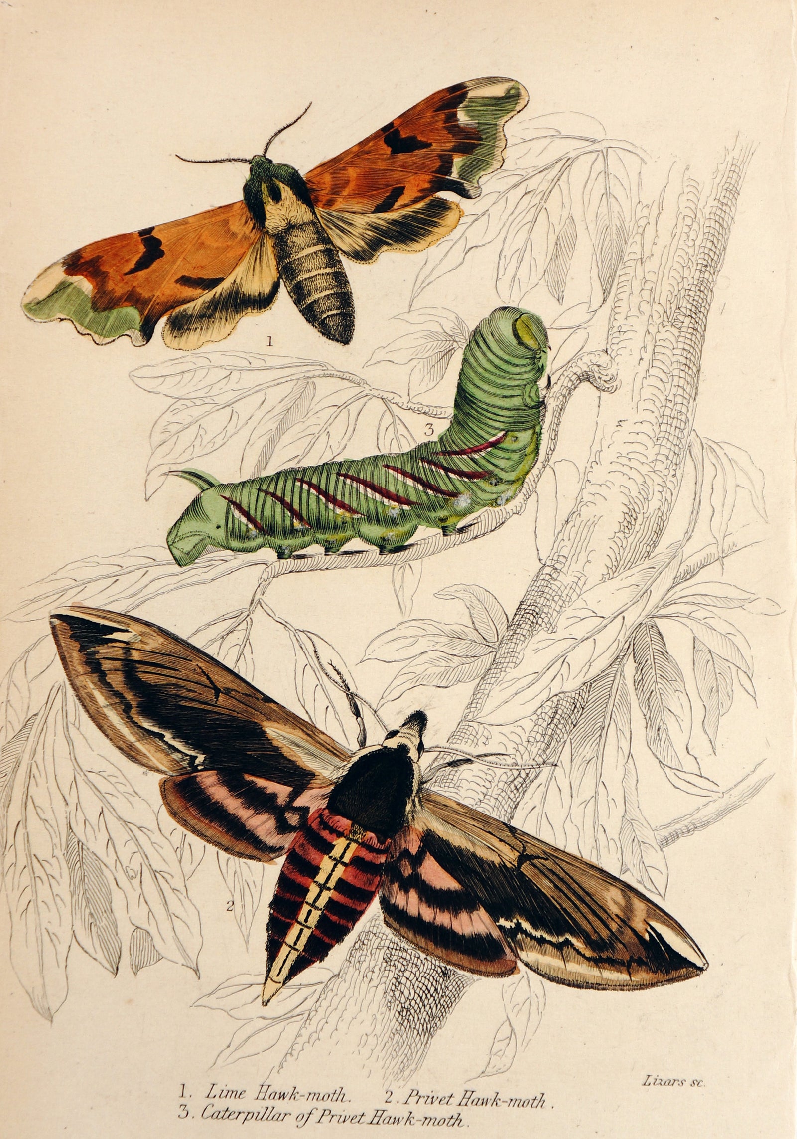 Jardine Exotic Moths Hand Colored Engraving - Authentic Vintage Antique Print