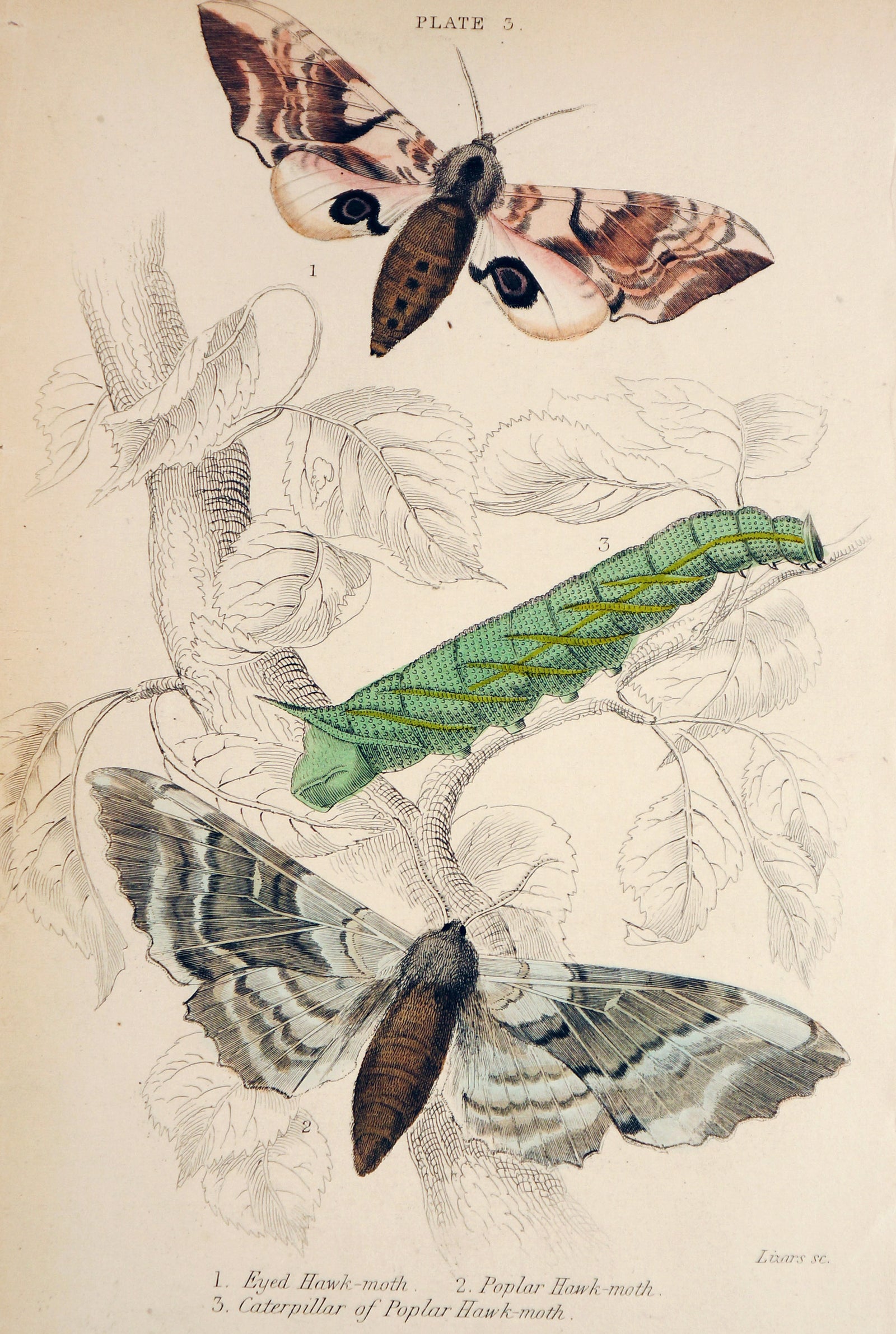 Jardine Exotic Moths Hand Colored Engraving - Authentic Vintage Antique Print