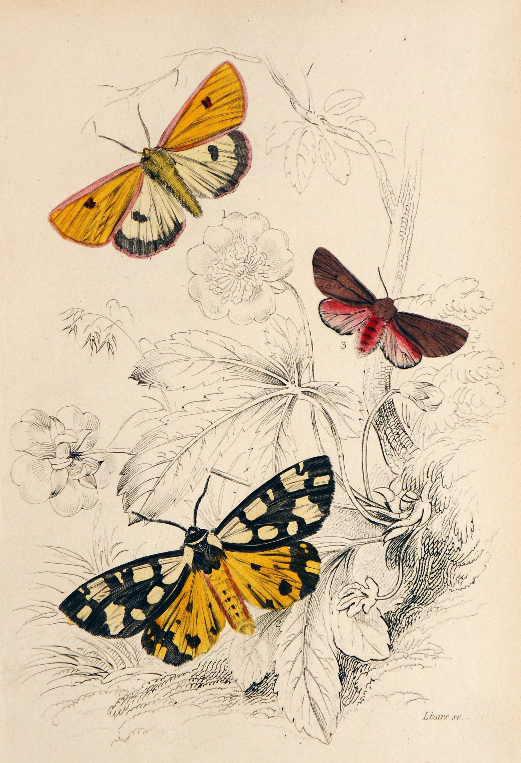 Jardine Exotic Moths Hand Colored Engraving - Authentic Vintage Poster