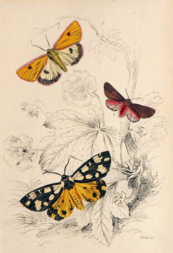 Jardine Exotic Moths Hand Colored Engraving - Authentic Vintage Poster
