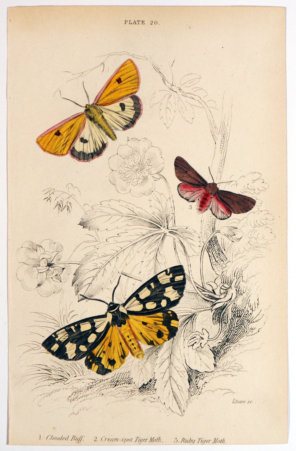 Jardine Exotic Moths Hand Colored Engraving - Authentic Vintage Poster