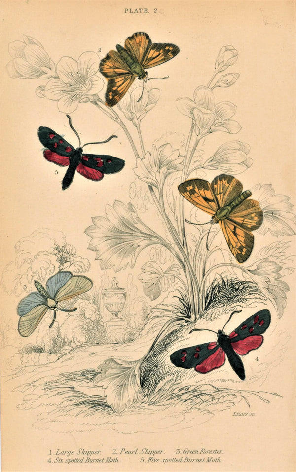 Jardne Extinct Moths- Hand Colored Engraving - Authentic Vintage Antique Print