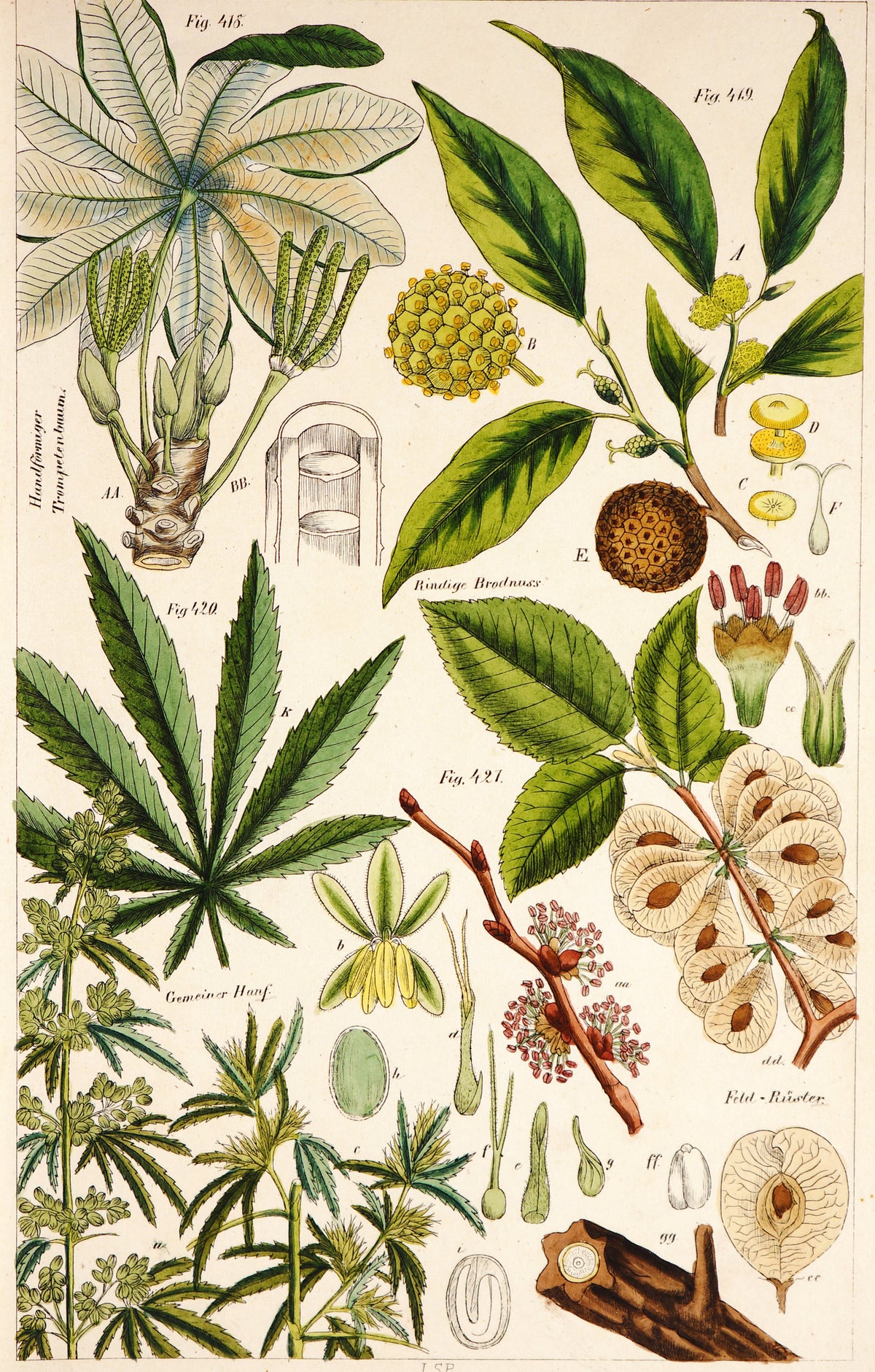 Cannabis Hand Colored Etching - Authentic Vintage Poster
