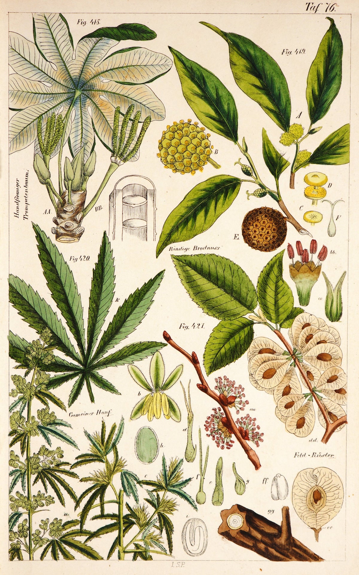 Cannabis Hand Colored Etching - Authentic Vintage Poster