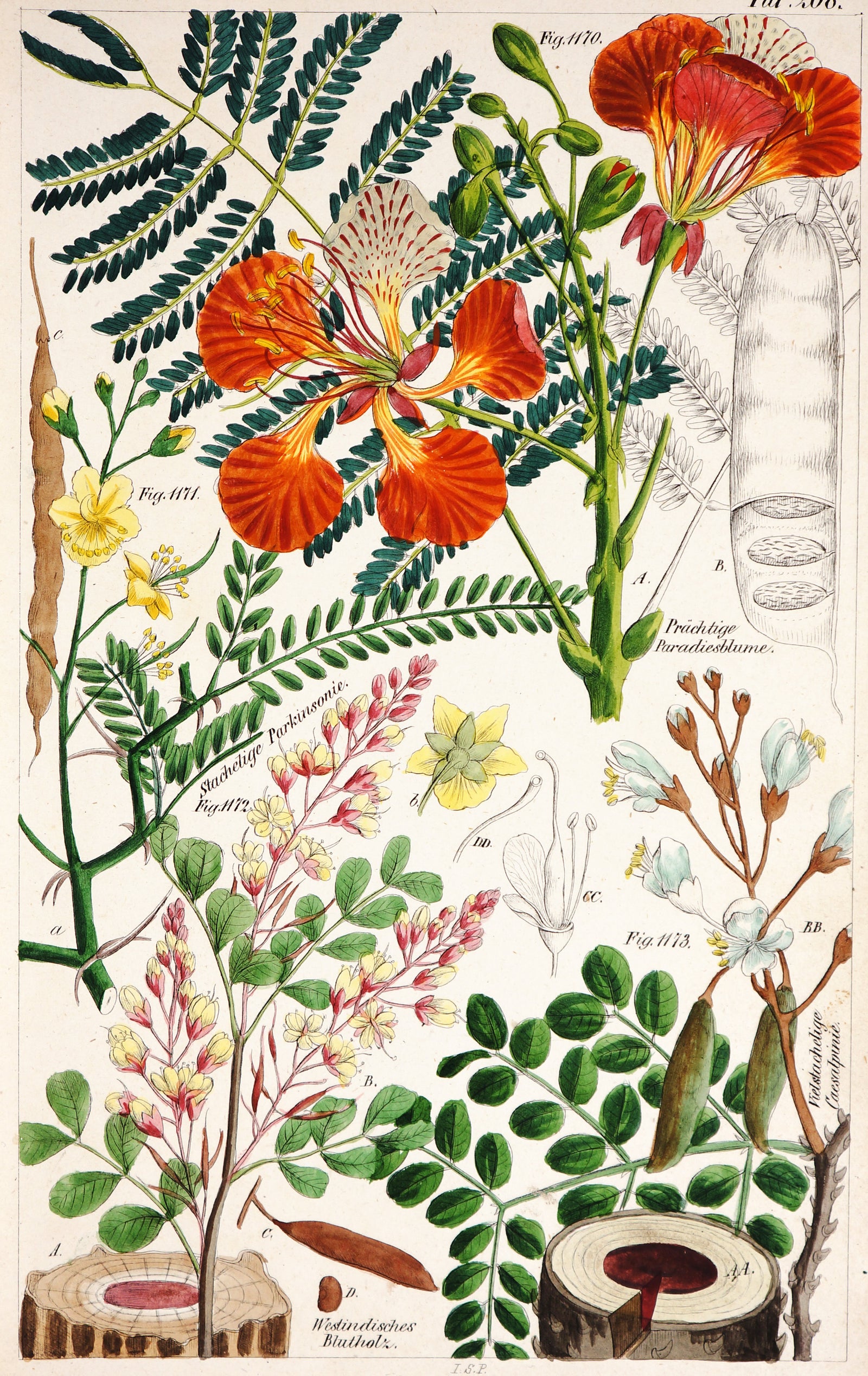 Indian Bloodwood, Insonia, & Others- Hand Colored Etching - Authentic Vintage Antique Print