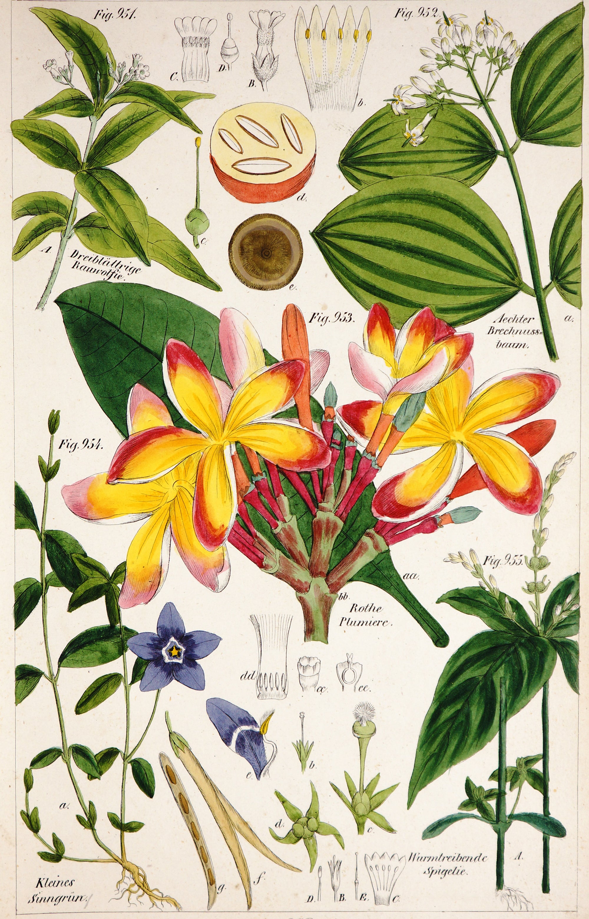 Rothe Plumiere, Vinca Minor, Strychnine & Others- Hand Colored Etching - Authentic Vintage Antique Print