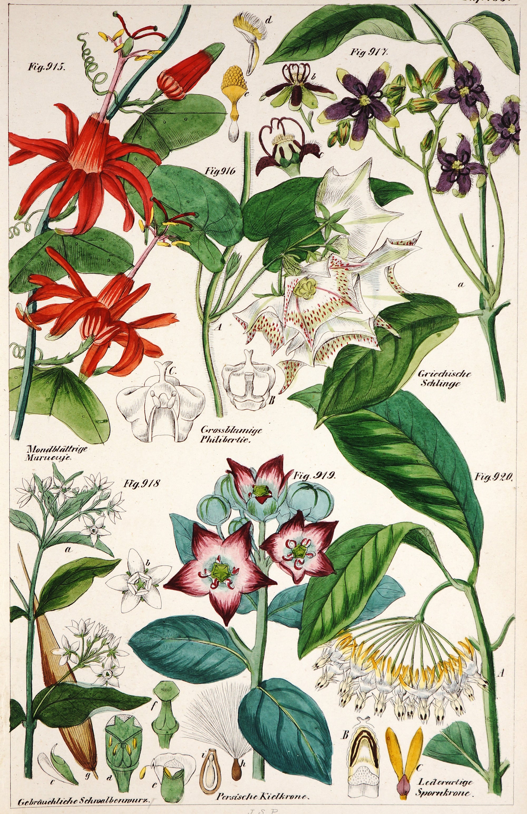 Botanical Hand Colored Etching - Authentic Vintage Antique Print