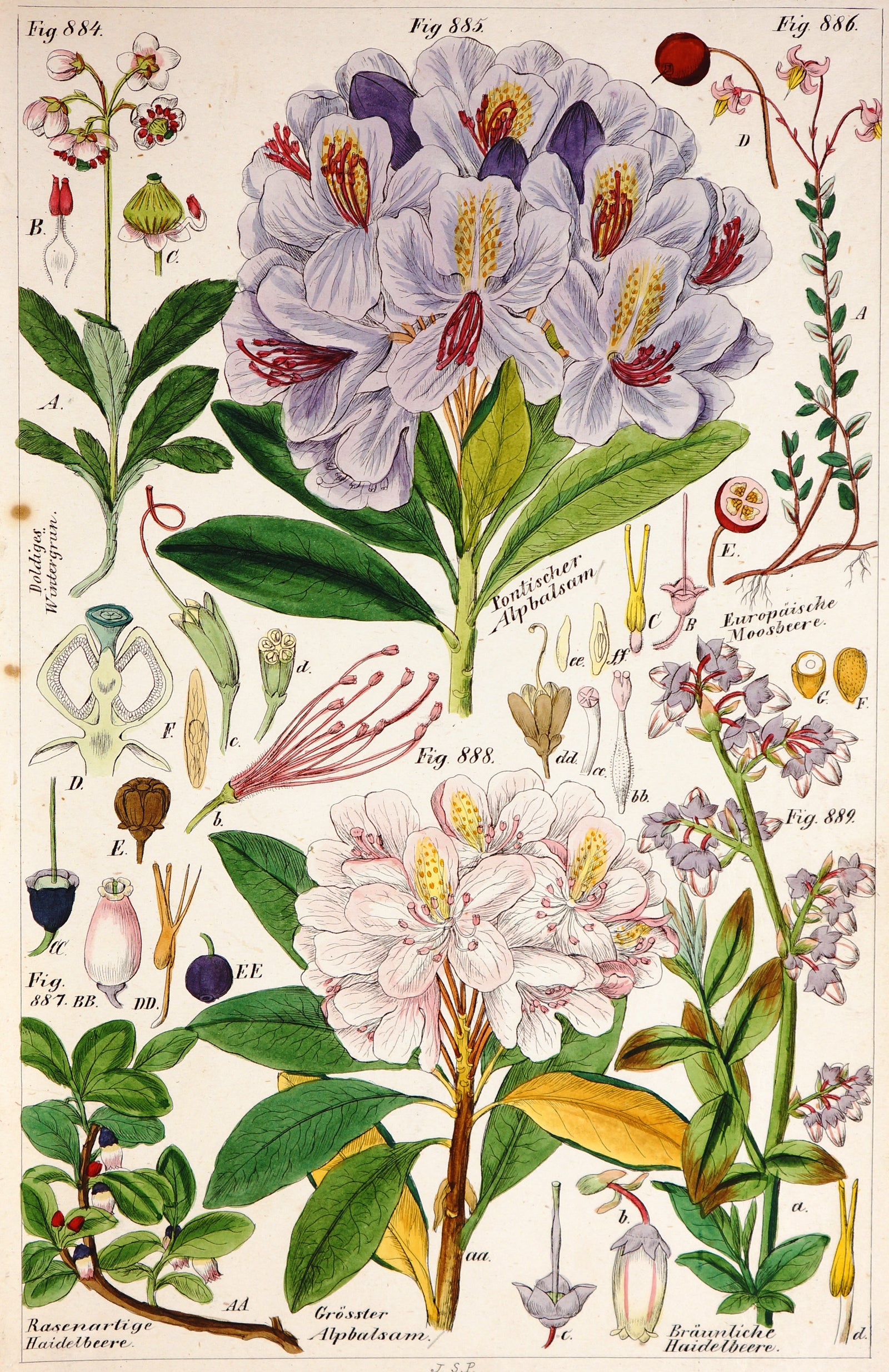 Botanical Hand Colored Etching - Authentic Vintage Antique Print