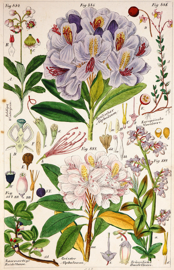 Botanical Hand Colored Etching - Authentic Vintage Antique Print