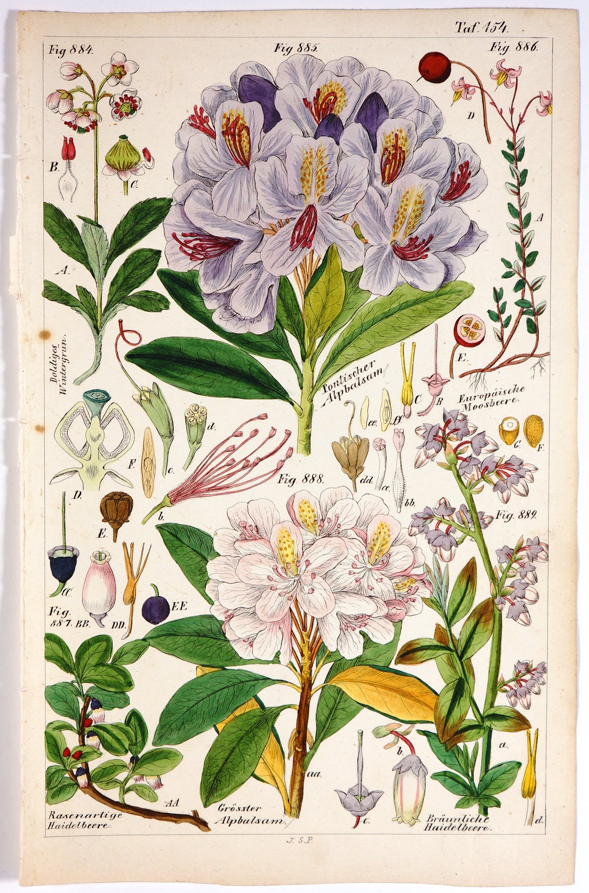 Botanical Hand Colored Etching - Authentic Vintage Antique Print