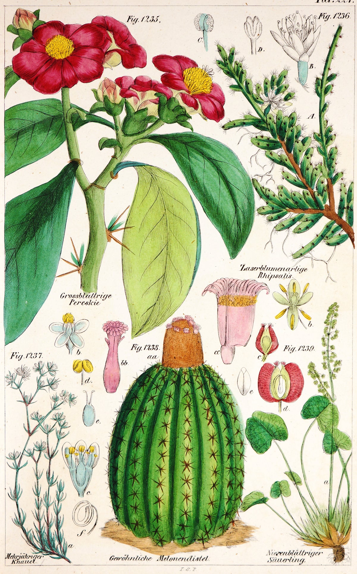 Turk&#39;s Cap Cactus, Pereskia Aculeata Hand Colred Etching - Authentic Vintage Antique Print