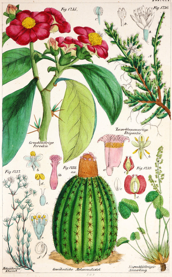 Turk's Cap Cactus, Pereskia Aculeata Hand Colred Etching - Authentic Vintage Antique Print