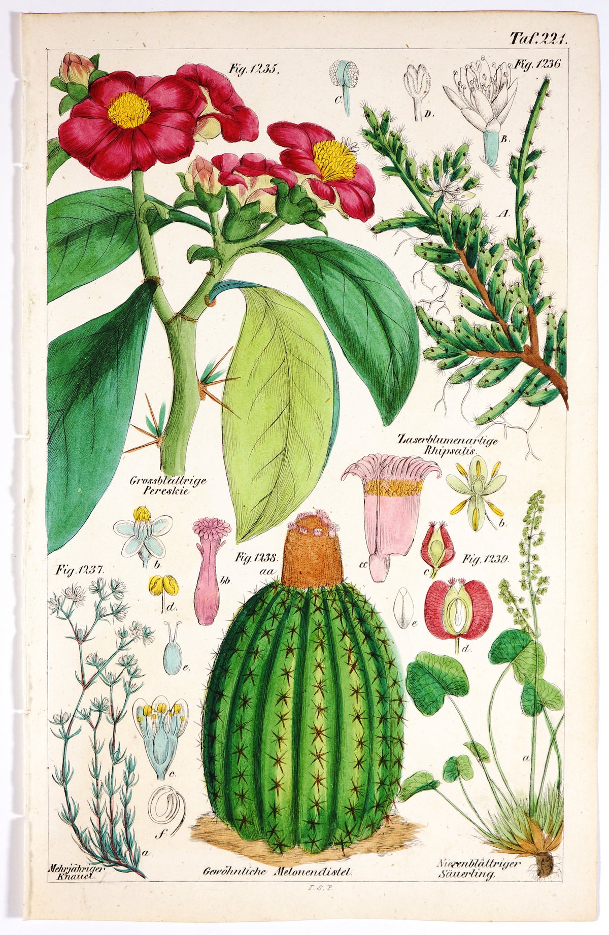 Turk&#39;s Cap Cactus, Pereskia Aculeata Hand Colred Etching - Authentic Vintage Antique Print