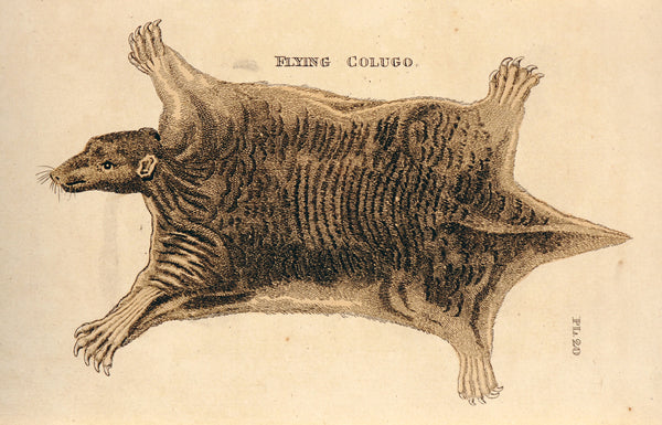 Flying Colugo- Hand Colored Engraving - Authentic Vintage Antique Print
