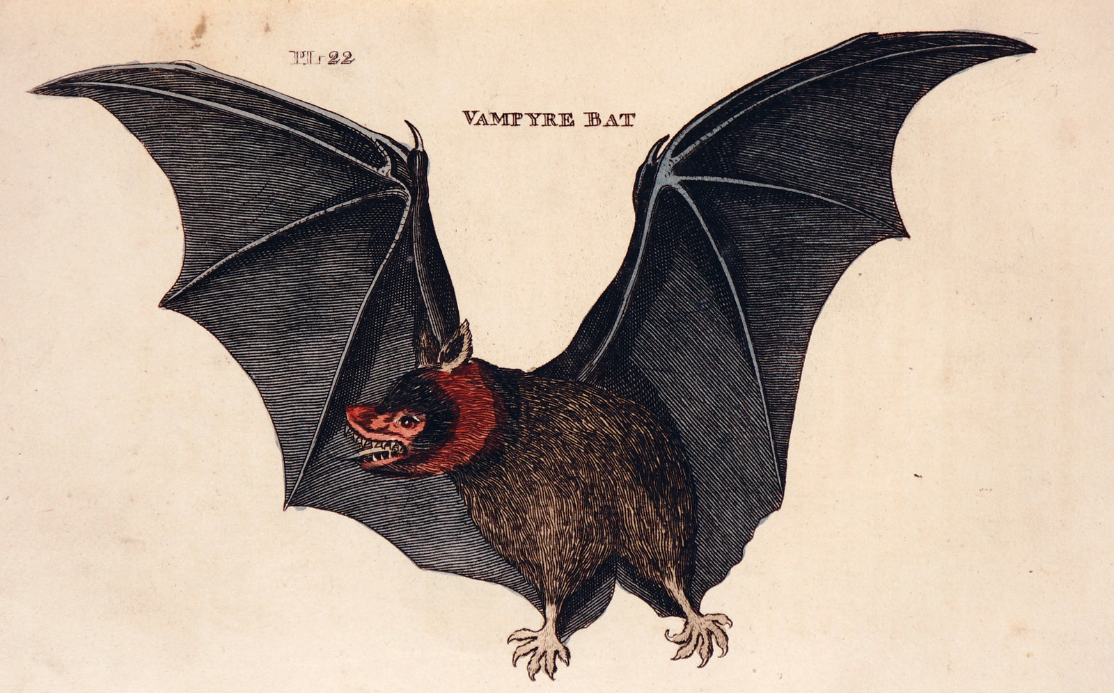Vampire Bat, Hand Colored Engraving - Authentic Vintage Poster