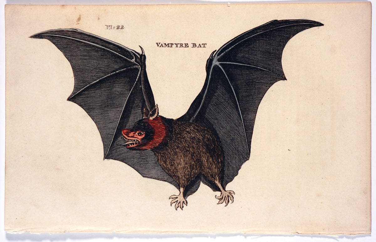 Vampire Bat, Hand Colored Engraving - Authentic Vintage Poster