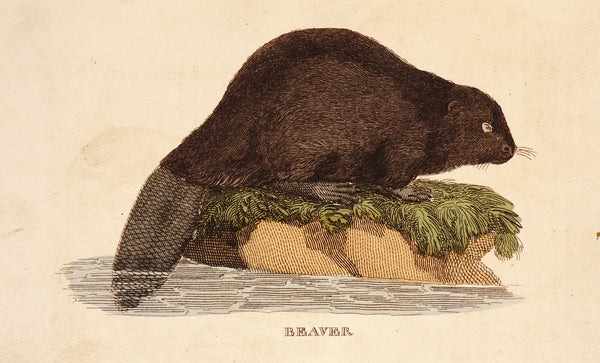 Beaver- Hand Colored Engraving - Authentic Vintage Antique Print