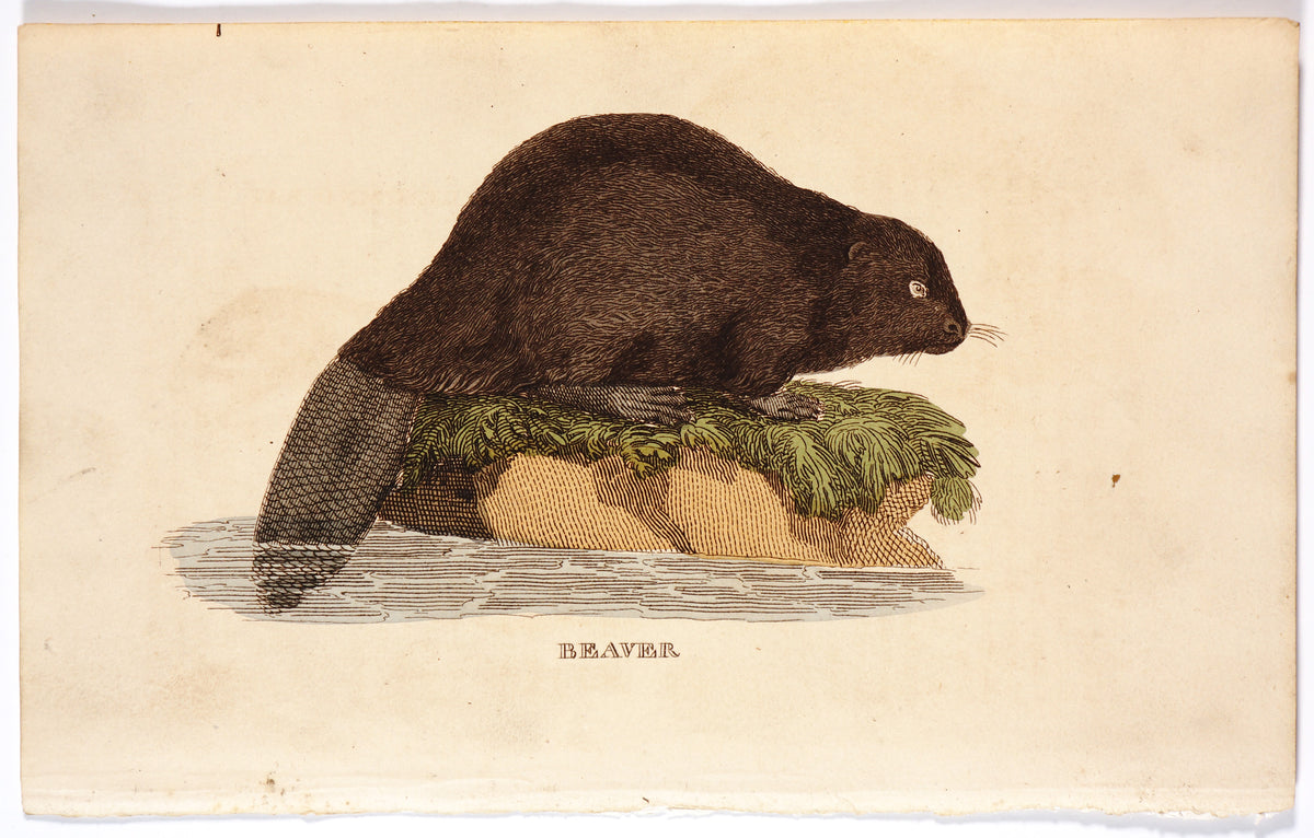 Brightly (Pub) 1811 HC Prints. Rodents Bats etc 3 - Authentic Vintage Antique Print