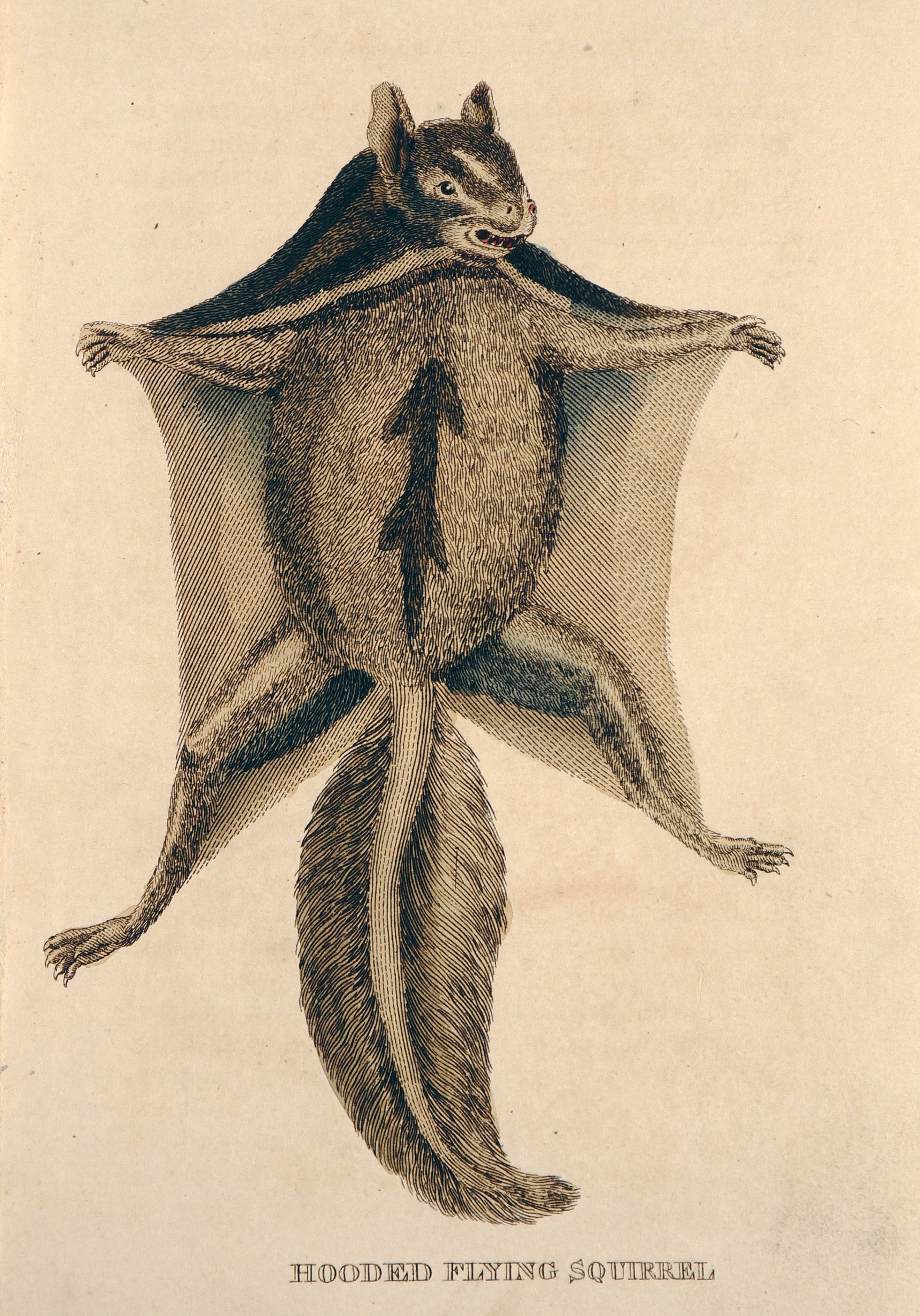 Hooded Flying Squirrel, Hand Colored Engraving - Authentic Vintage Antique Print