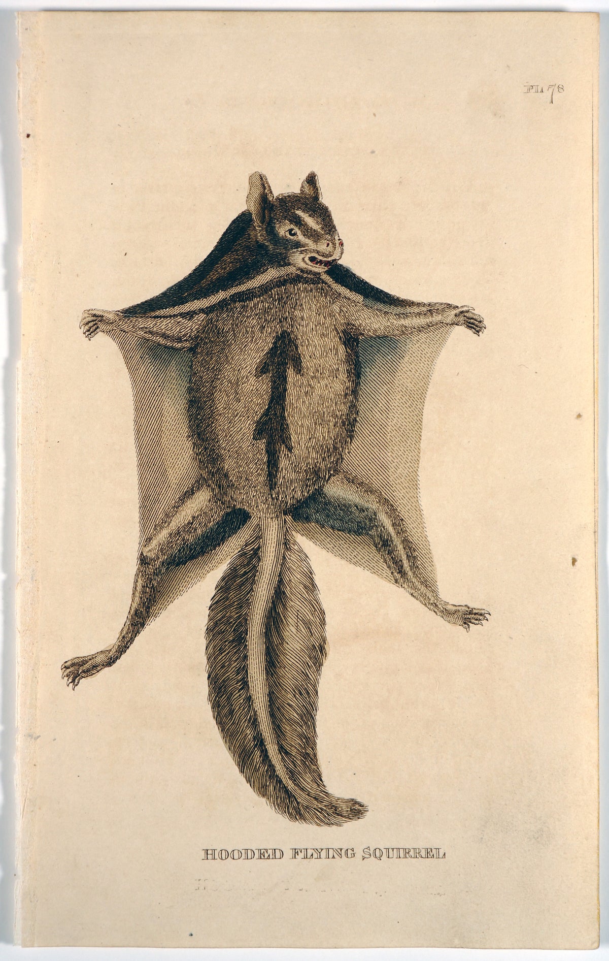 Hooded Flying Squirrel, Hand Colored Engraving - Authentic Vintage Antique Print