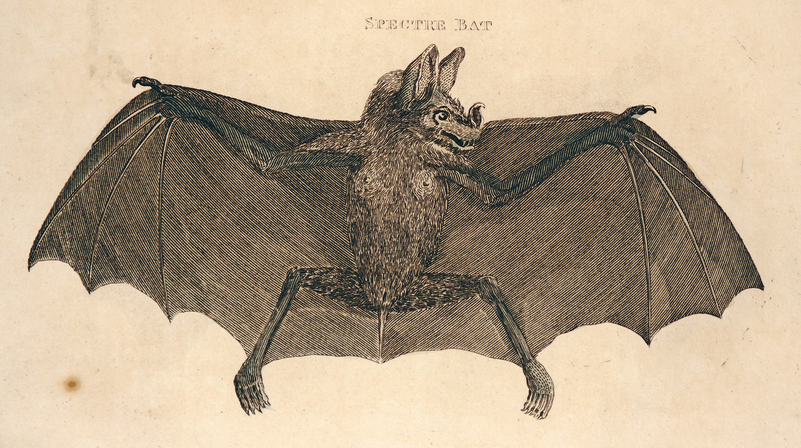 Spectre Bat, Hand Colored Engraving - Authentic Vintage Poster