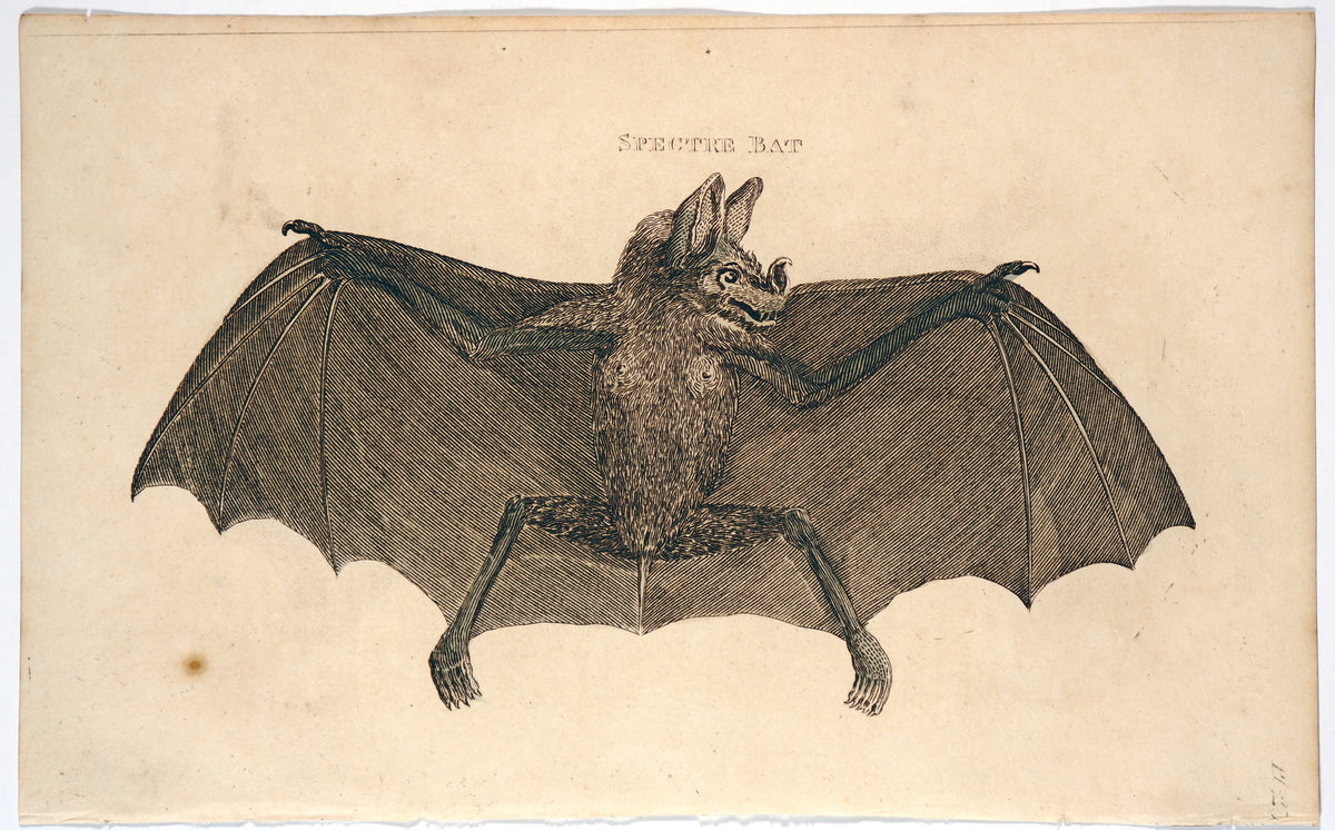 Spectre Bat, Hand Colored Engraving - Authentic Vintage Poster