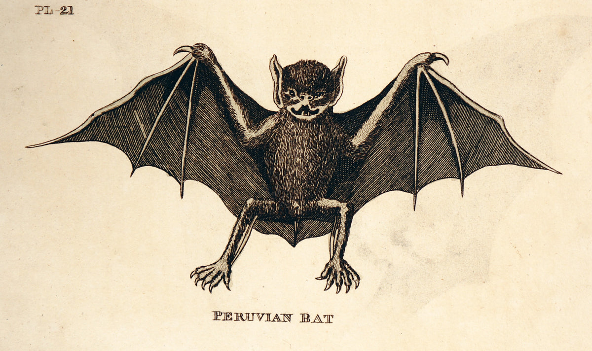 Peruvian Bat, Hand Colored Engraving - Authentic Vintage Past Sale