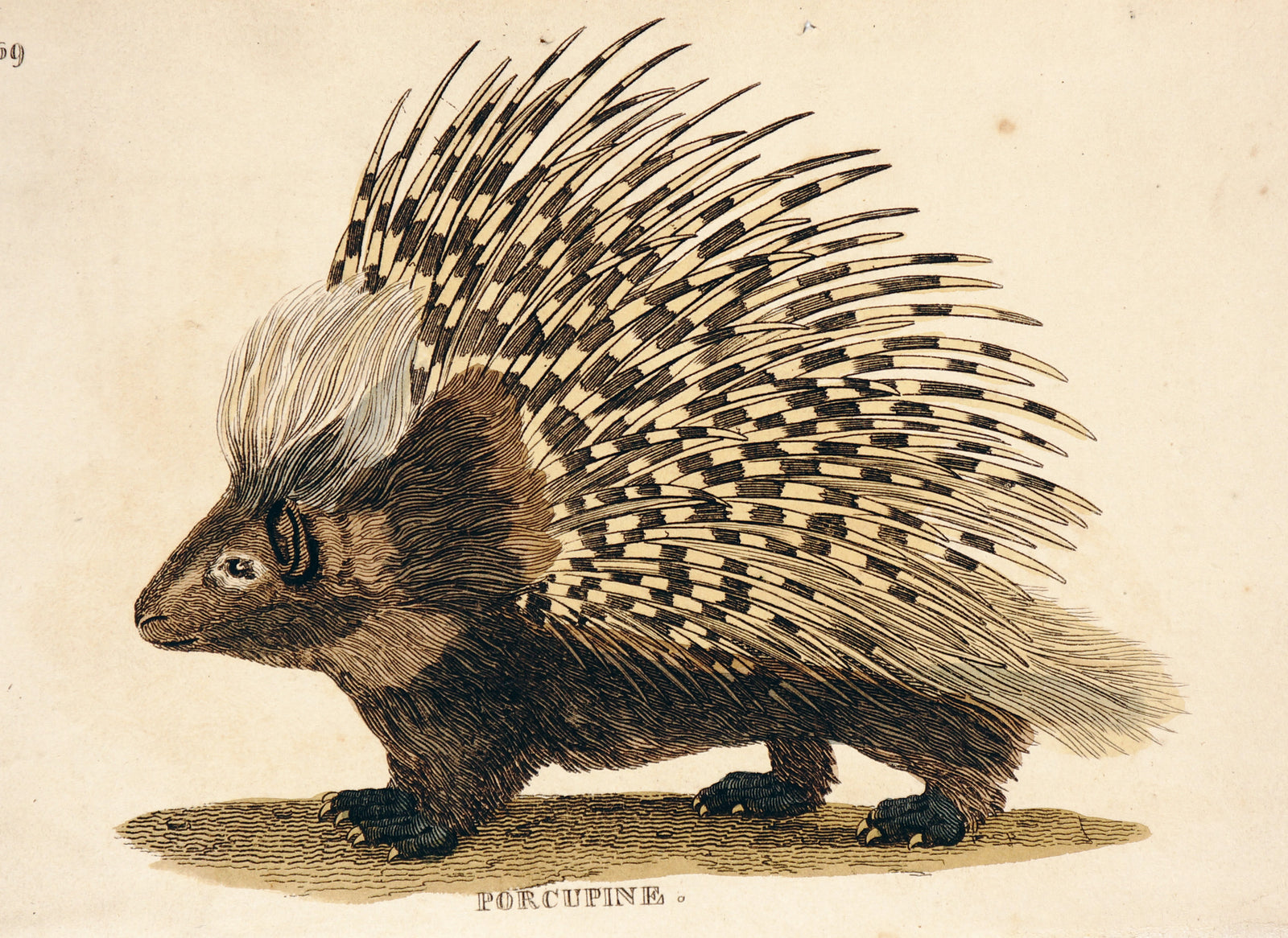 Porcupine, Hand Colored Engraving - Authentic Vintage Antique Print
