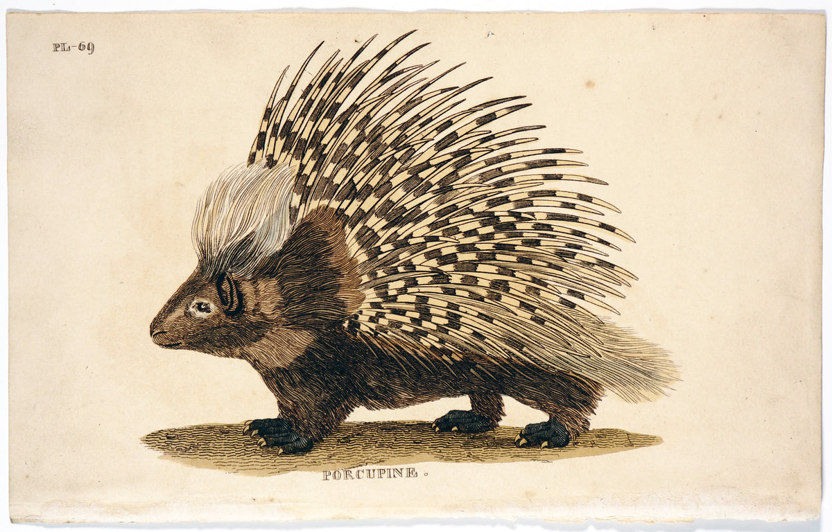 Porcupine, Hand Colored Engraving - Authentic Vintage Antique Print