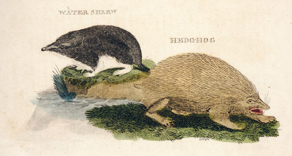Hedgehog, Water Shrew- Hand Colored Engraving - Authentic Vintage Antique Print