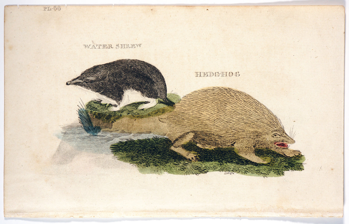 Brightly (Pub) 1811 HC Prints. Rodents Bats etc 11 - Authentic Vintage Antique Print