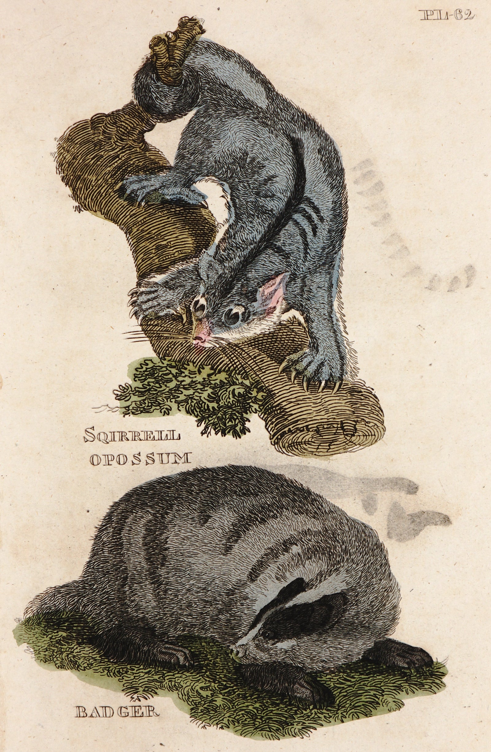 Squirrel Opossum & Badger- Hand Colored Engraving - Authentic Vintage Antique Print