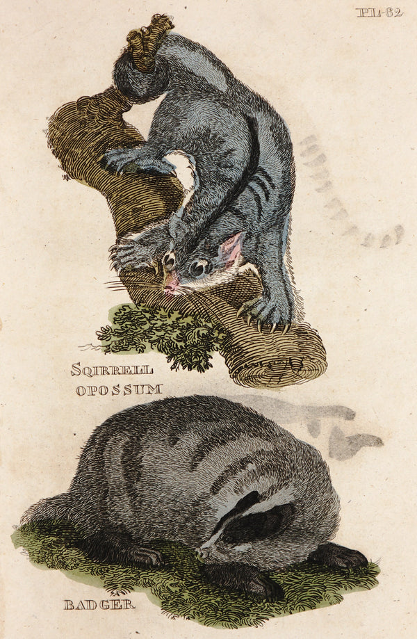 Squirrel Opossum & Badger- Hand Colored Engraving - Authentic Vintage Antique Print